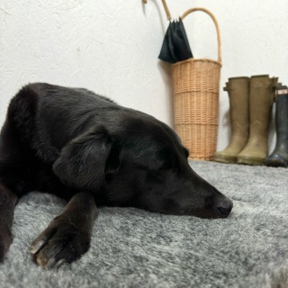 Grey 100% Wool Vet Bedding Non Slip Luxury Dog  Mats 30mm Thick Pile